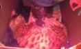 /album/the-long-awaited-litter-a-/evening-sunbeam-bengal-cat-bengal-katzen-amina-bengalska-macka-kocka-1-week-old-litter-a-8-jpg1/